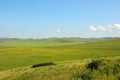 A large hilly steppe with fertile pasture under a summer blue sky with white cumulus clouds