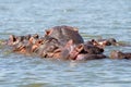 Large hippo family clusters together with heads poking out of the water, in Lake Naivasha Kenya, East Africa Royalty Free Stock Photo