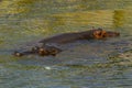 Large Hippopotamus Hippopotamus Amphibius bathing in water.