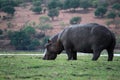 A Hippopotamus eating grass Royalty Free Stock Photo