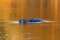 Large hippopotamus half immersed in pond seen staring during a golden hour evening Royalty Free Stock Photo