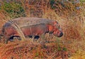 A large Hippopotamus on the river bank