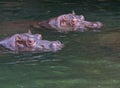 Head Shot of Two Hippos in water