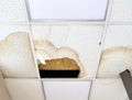 A large hole in the ceiling and stains from the water, due to damage to the roof during rain. Royalty Free Stock Photo