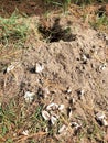 Destroyed turtle nest with broken eggshell lying on sandy soil