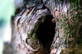 Large hole in the middle of a tree trunk