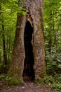 Large Hollow Cavern In Tree Trunk Royalty Free Stock Photo