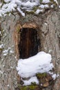 A large hollow in the thick trunk of a tree covered with snow Royalty Free Stock Photo