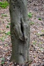 a dark fairy hole in the trunk of an old tree in the forest Royalty Free Stock Photo