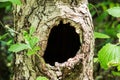 Large hollow tree Royalty Free Stock Photo