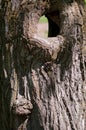 Large hollow tree on a background of green foliage. Serves nest for birds and shelter for animals. shallow depth of field Royalty Free Stock Photo