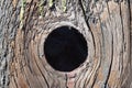 Large hollow tree on a background . Serves nest for birds Royalty Free Stock Photo