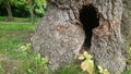 Large Hollow Tree Trunk Royalty Free Stock Photo