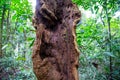 Large hollow in a tree trunk in green tropical jungle Royalty Free Stock Photo