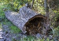 Large hollow tree trunk lying in dense forest Royalty Free Stock Photo