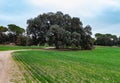 Large holm oak among green farm fields Royalty Free Stock Photo
