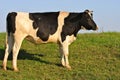 Large Holstein Bull