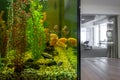 Large home aquarium with cichlids in stylish interior