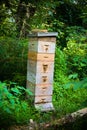 Large Honey Bee Apiary