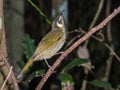 Lewin\'s Honeyeater endemic to Australia Royalty Free Stock Photo