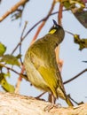 Lewin\'s Honeyeater in Queensland Australia