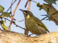 Lewin\'s Honeyeater in Queensland Australia Royalty Free Stock Photo