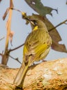 Lewin\'s Honeyeater in Queensland Australia