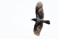 Large hooded crow Corvus cornix flying over white cloudy sky Royalty Free Stock Photo