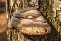 Large hoof fungus growing on a birch trunk