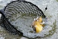 Large hooked carp in a fishing net