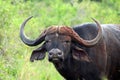 A Large horned African Buffalo watching