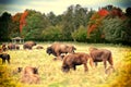 Large horned animals are European bison Royalty Free Stock Photo