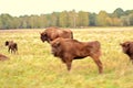 Large horned animals are European bison Royalty Free Stock Photo