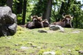 Large Horned Animals Sitting on the Hill Top