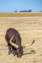 Large horned Ankole watusi bull isolated