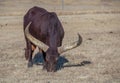 Large horned Ankole watusi bull 