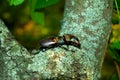 A large horned beetle crawls along a moss-covered trun Royalty Free Stock Photo