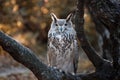 Large horned eurasian eagle-owl on a tree branch