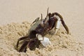 Wildlife - Large Horned Ghost Crab Royalty Free Stock Photo