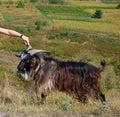 A large horned goat grazes in the meadow. Royalty Free Stock Photo