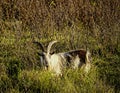 Large horned goat in field Royalty Free Stock Photo