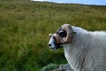 Large horned sheep in a field in Scotland