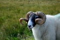 Large horned sheep in the fields in Scotland