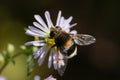 A large hornet mimic Hoverfly, Volucella zonaria, nectaring on a flower. Royalty Free Stock Photo