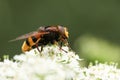 A large hornet mimic Hoverfly, Volucella zonaria, nectaring on a white flower. Royalty Free Stock Photo