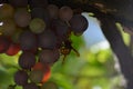 Large hornet on a ripe grape