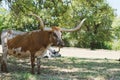 Large horns of Texas longhorn cow in field