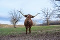 Texas longhorn cow in winter field Royalty Free Stock Photo