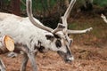 Large horns of a white reindeer Royalty Free Stock Photo