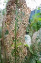 A large horseradish leaf is damaged by slugs and cruciferous fleas. Damage to plants is caused by pests of the garden